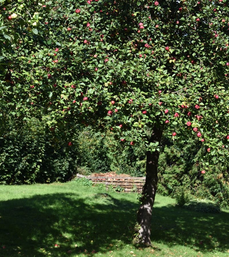 Apfelbaum schneiden Obstbaumschnitt Baumpflege Hilden